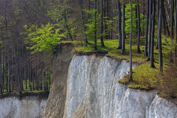 Beech trees on edge of eroded white chalk cliff in Jasmund National Park on Rugen Island in the Baltic Sea