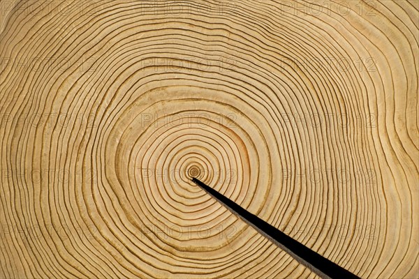 Cross section showing annual rings of western red cedar