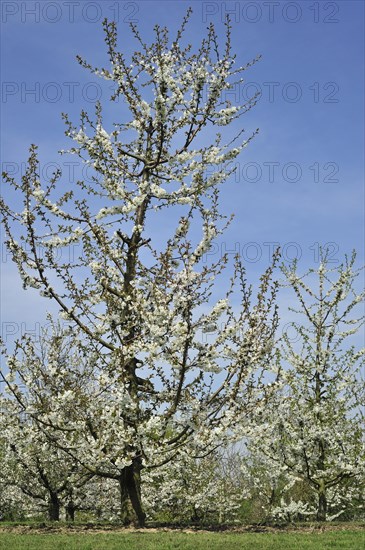 Orchard with cherry trees blossoming