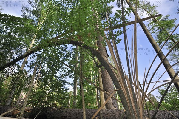 Storm damage in woodland showing snapped trees after hurricane passage