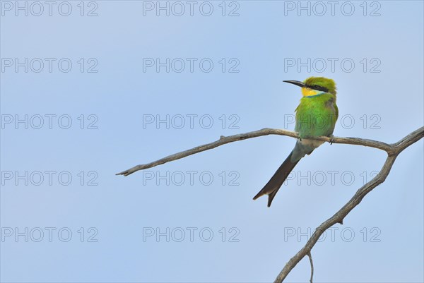 Swallow-tailed Bee-eater