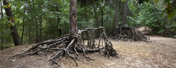 Exposed roots of pine trees due to soil erosion in forest at Kasterlee