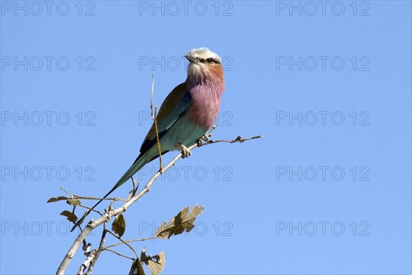 Lilac-breasted roller