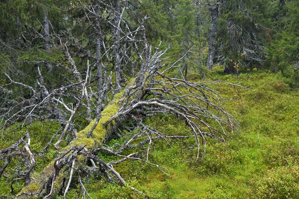 Fallen tree trunk covered in moss left to rot in old-growth forest