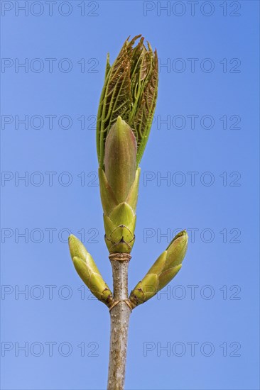 Buds and emerging sycamore maple