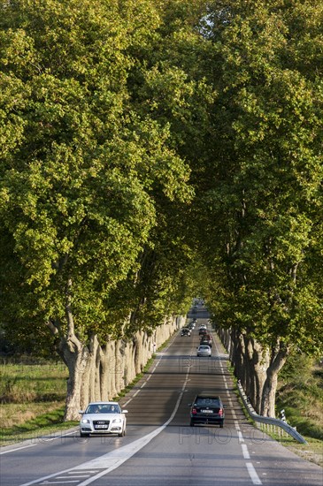 Plane trees