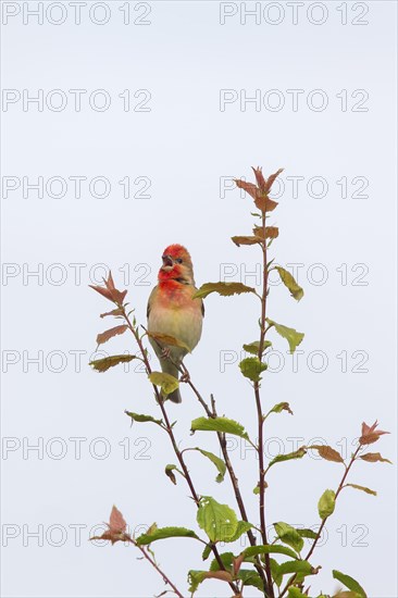 Common rosefinch