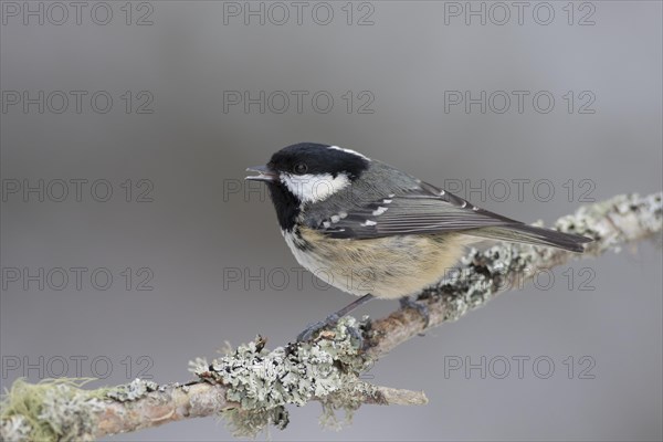 Coal tit