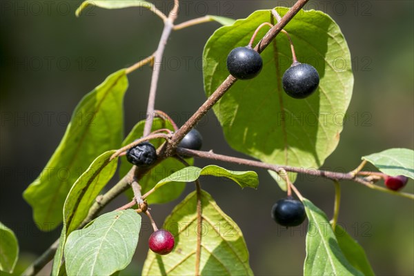 Wild black cherry