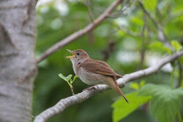 Singing common nightingale