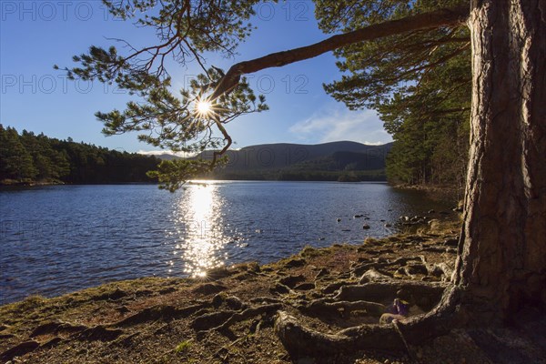 Loch an Eilein in the Rothiemurchus Forest