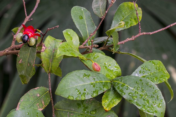 Mickey Mouse plant