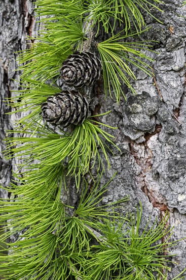 European larch