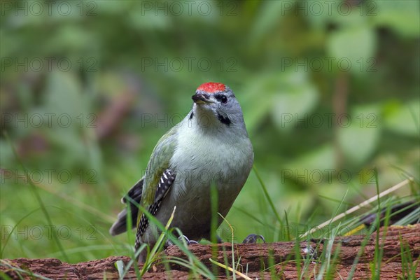 Grey-headed woodpecker