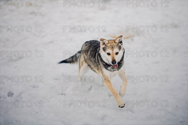Cute tricolor mongrel dog running in the snow at a homeless animal shelter