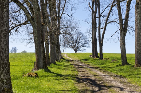 Forest path