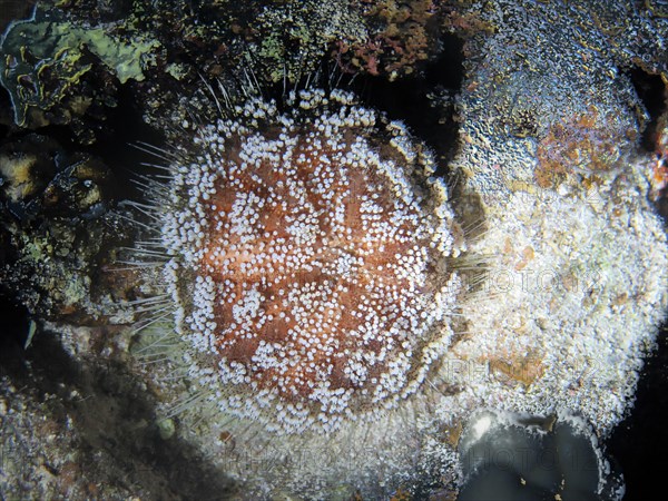 Red Sea fire urchin