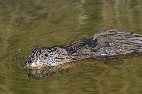 Muskrat