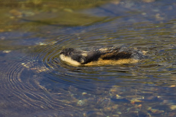 Norway lemming