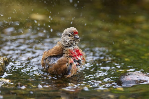 Common linnet