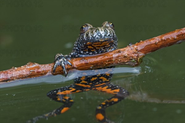 European fire-bellied toad