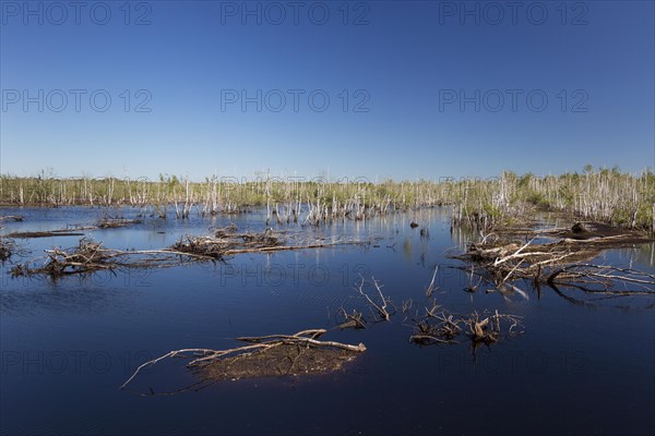 Dead birch trees in lake in nature reserve Totes Moor