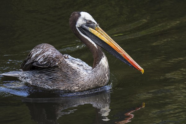 Peruvian pelican