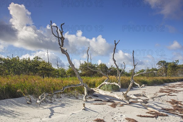 Dead trees