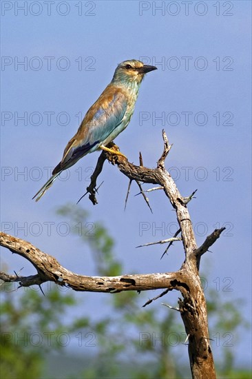 European roller