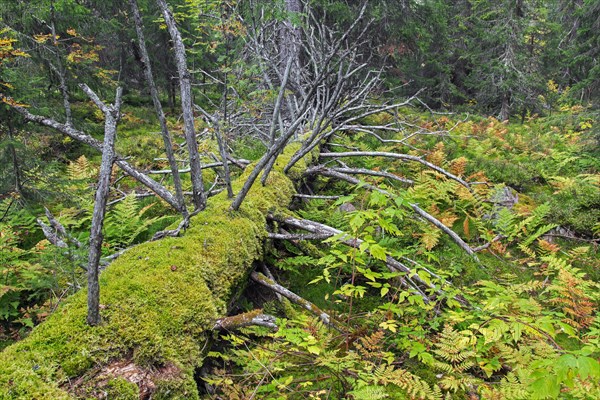 Fallen dead coniferous tree trunk covered in moss and ferns in autumn