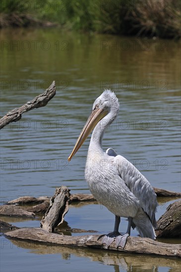 Pink-backed Pelican