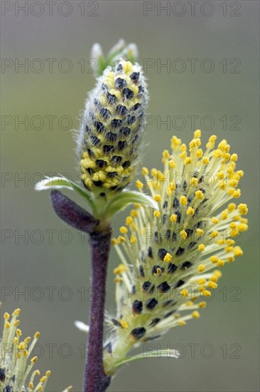 Catkins of common osier