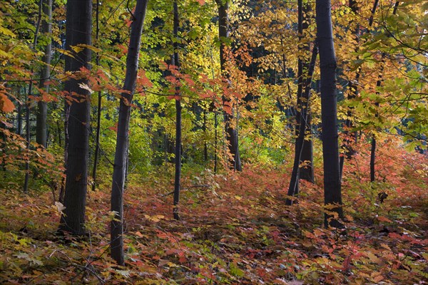 Northern red oak