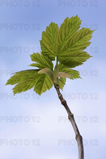 Sycamore Maple