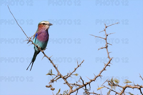 Lilac-breasted roller