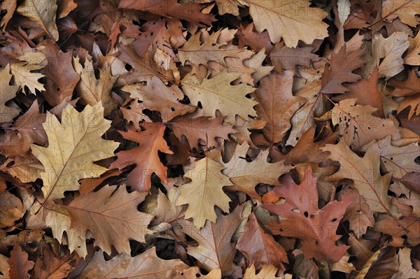 Fallen Northern red oak