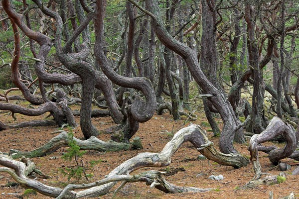 Windswept Scots pine