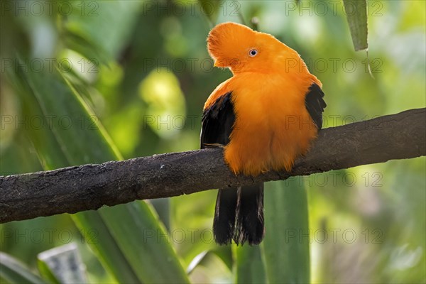 Andean cock-of-the-rock