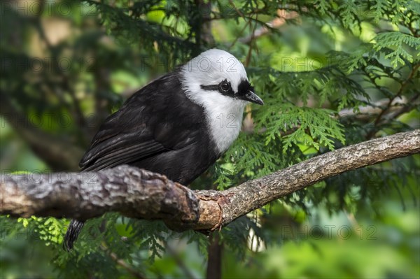 Sumatran laughingthrush