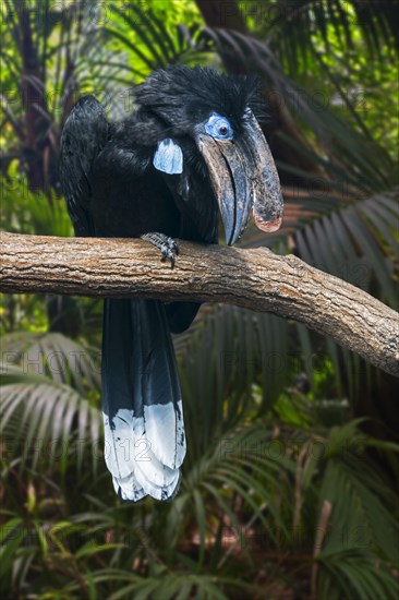 Black-casqued hornbill