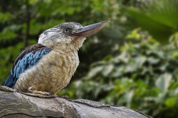 Blue-winged kookaburra