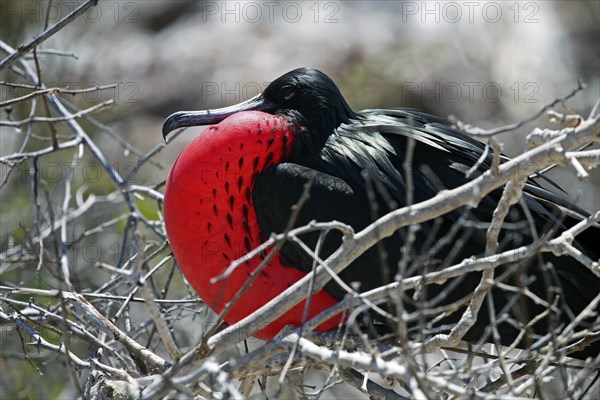 Great frigatebird