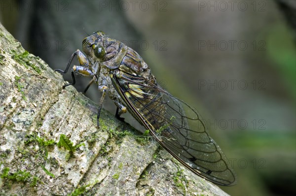 Cicada