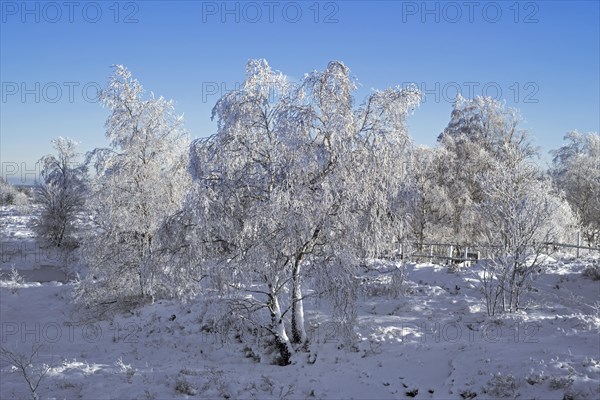 Downy birch