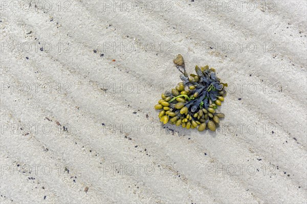 Spiral wrack