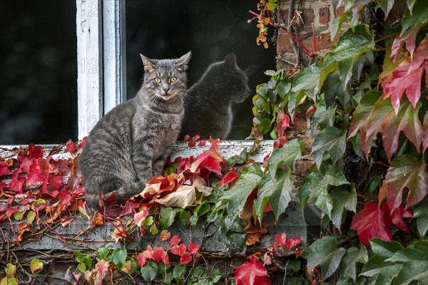 House cat sitting on windowsill among red leaves of Virginia creeper