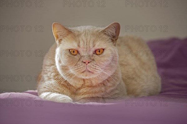 British Shorthair domesticated cat in house