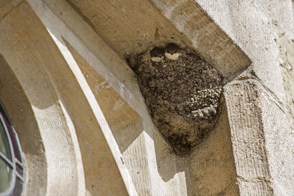 Common house martin