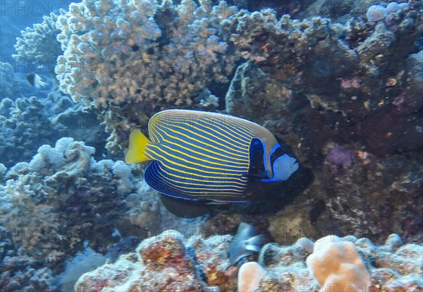 Emperor Angelfish