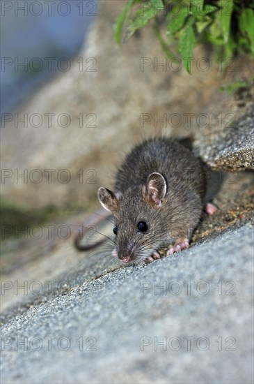 Juvenile Brown rat